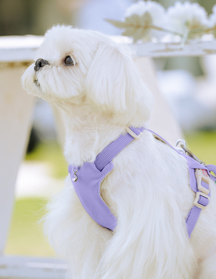 クリスタルチャーム付きハーネス＆リードセット