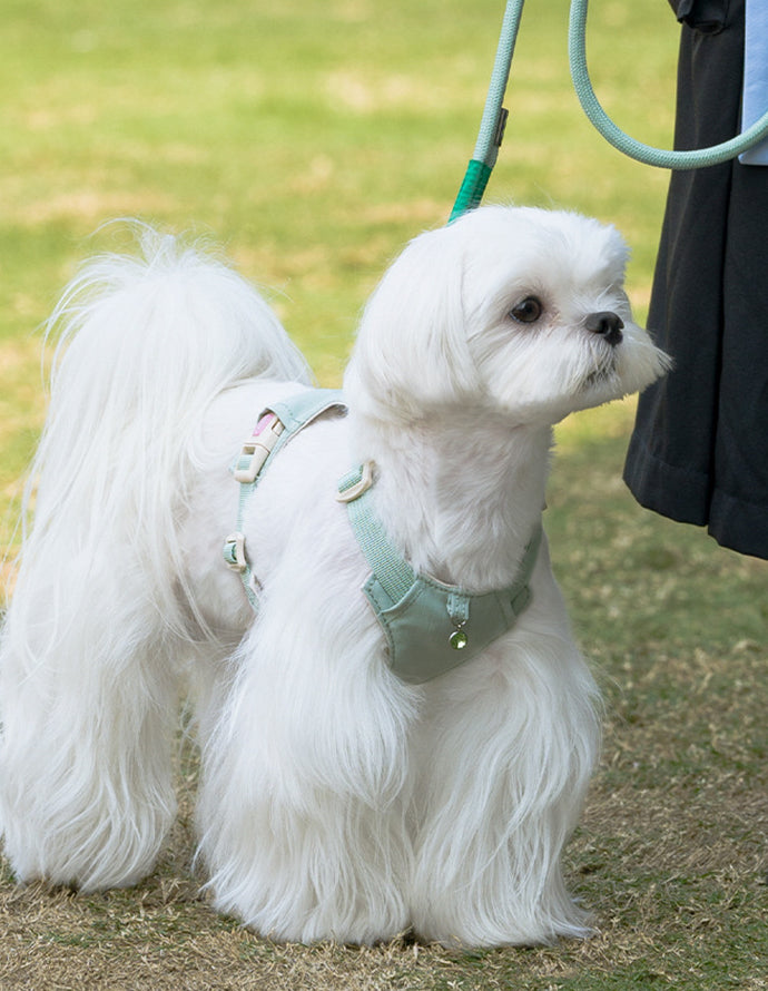 クリスタルチャーム付きハーネス＆リードセット