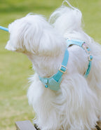 クリスタルチャーム付きハーネス＆リードセット