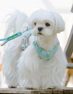 クリスタルチャーム付きハーネス＆リードセット