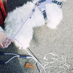 軽量コンフォートリード